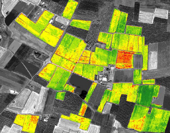 Seeing through the Trees: Monitoring Agriculture and Forestry with Satellite Imagery