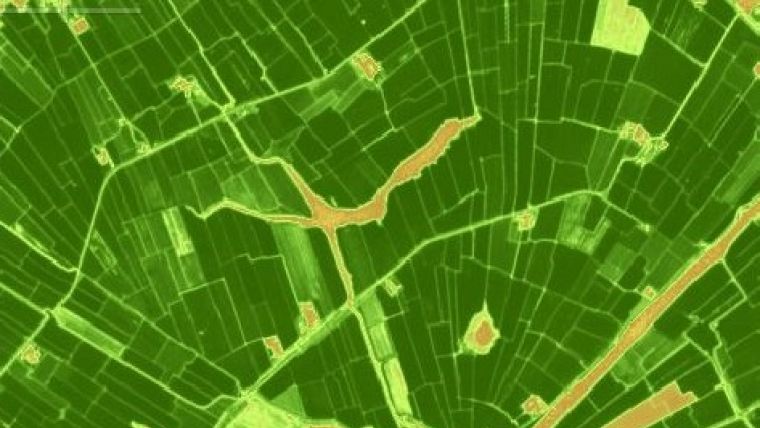 Satellite Images Help Dutch Farmers to Combat Mouse Plague