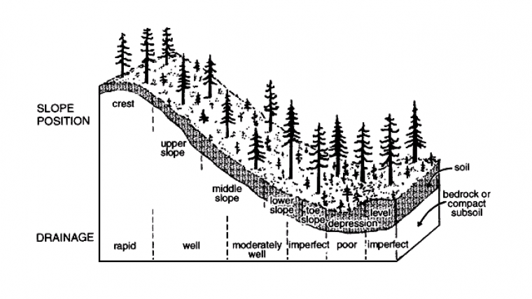 An Operational High-resolution Forest Inventory
