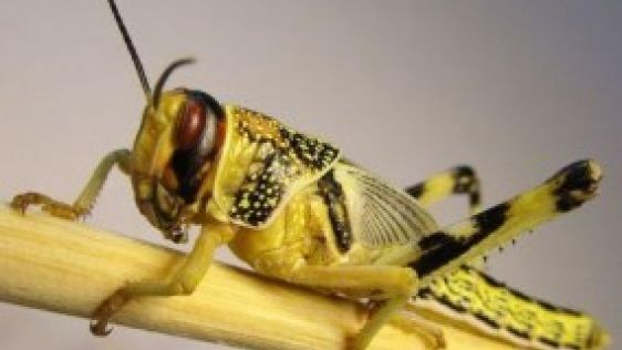 Satellite Imagery Assists Fighting Locust Plagues