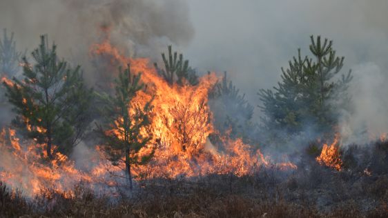 Imaging solutions combined with AI and 5G hold promise for forest health and wildfires